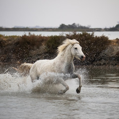 Obraz na płótnie Canvas White horse in water