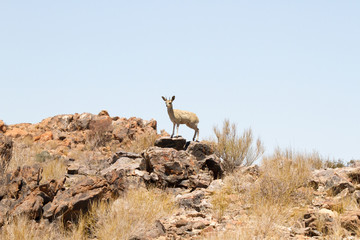 Klipspringer, Augrabies National Park