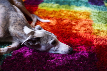 Schlafender Hund, Whippet