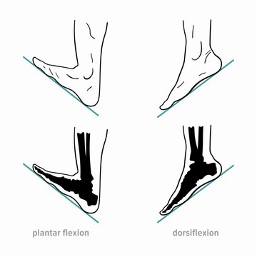 Plantar flexion, dorsiflexion, anatomical terms of foot joint motions