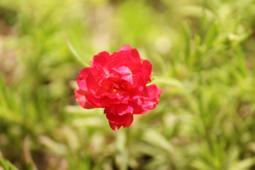 Obraz premium red moss rose summer flower background