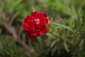 red moss rose summer flower background