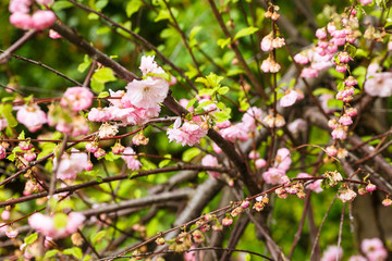 Beautiful flowering Japanese cherry - Sakura. macro close up