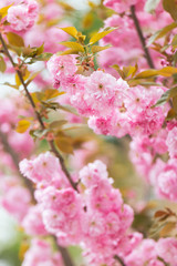 Fototapeta na wymiar Amazing pink cherry blossoms on the Sakura tree.