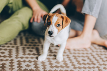 Adorable puppy Jack Russell Terrier with his owners at home.