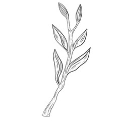 Beautiful monochrome line floral illustration on white background. Hand-drawn leaf. Design greeting card and invitation of holiday. Line art raster illustration.