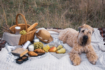 Picnic on the grass. Wicker basket with milk, grapes and bread on a blanket.Nearby is a dog and various items.