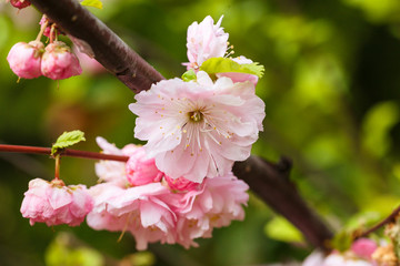 Beautiful flowering Japanese cherry - Sakura. macro close up