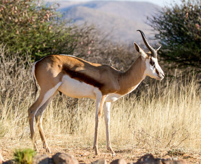 Springbok ram