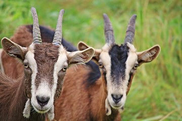 Close-up Portrait Of Goats