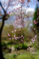 春、桜イメージ：枝垂桜　shidarezakura