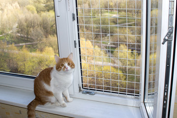 The cat on the windowsill with safety net window protection