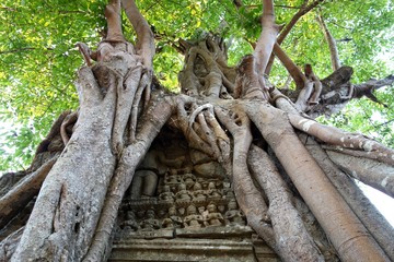 Fototapeta na wymiar Arbre recouvrant un temple d'Angkor, Cambodge