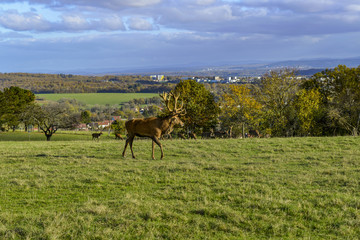 Cerf dans une prairie