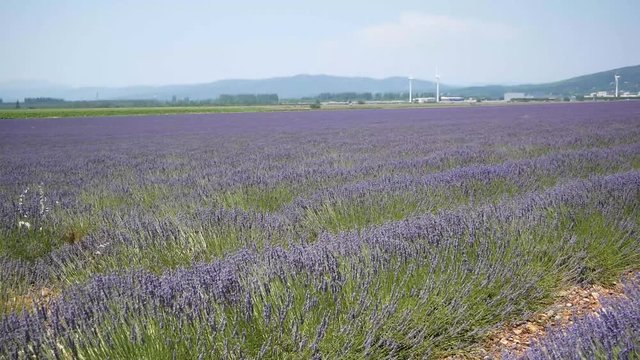 Champs de lavande 