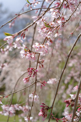 春、桜イメージ：枝垂桜　shidarezakura