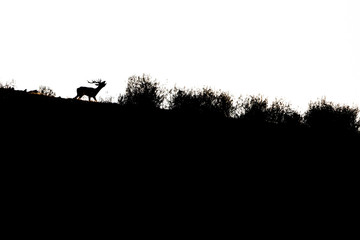 Fototapeta na wymiar silhouette of a stag bawling in backlight in the Monfrague National Park
