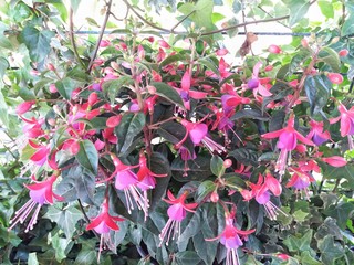 red and yellow flowers