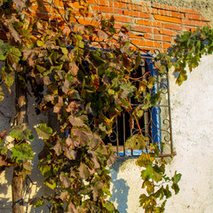 Grapevine covered a window in the autumn garden