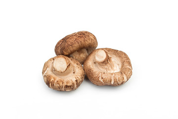 Shiitake mushroom isolated on white background.