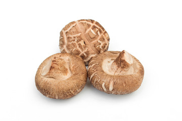 Shiitake mushroom isolated on white background.