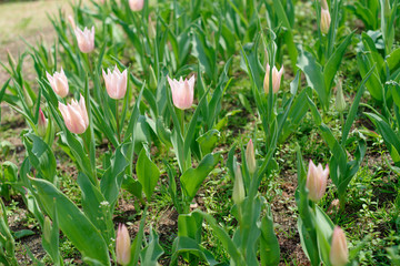 チューリップ畑