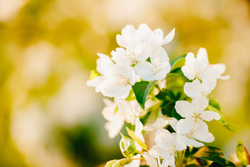 Apple tree flowers close up, spring sunlight