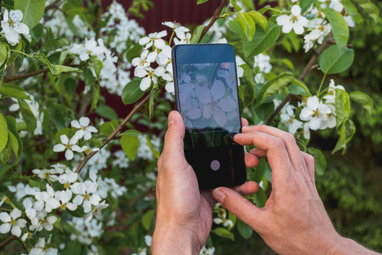 man holding smart phone in hands to take photo of blooming apple tree in spring