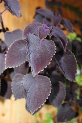Indoor plants Coleus blumei closeup