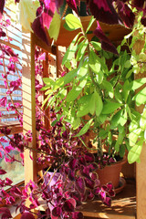 Colorful indoor plants on a wooden loggia
