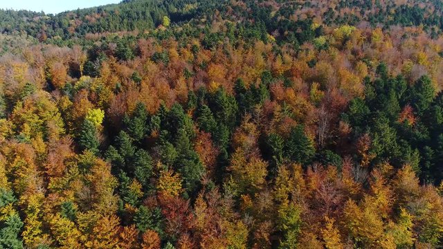Foret d'automne en drone 