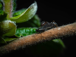Ant tending an aphid