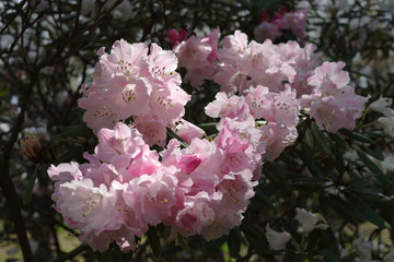 シャクナゲ　Rhododendron