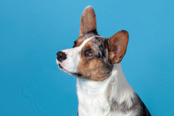 Close up profile portrait of cute welsh corgi dog looking at up left corner. Unusual Merle color, pretty eyes and face expression. Empty blue background with great copy space for any text. Studio.