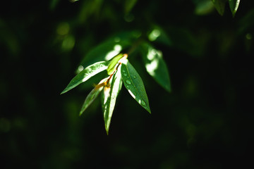 Large beautiful drops of transparent rain water on a green leaf macro. Drops of dew in the morning glow in the sun. Beautiful leaf texture in nature. Natural background.
