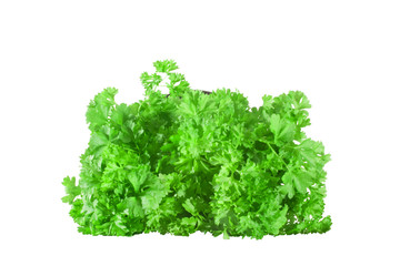 green parsley isolated on white