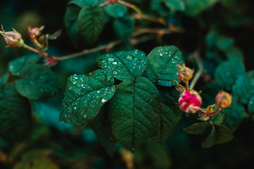 Big beautiful drops of transparent rainwater on a macro of green leaves, rose bush. Drops of dew in the morning glow in the sun. Beautiful leaf texture in nature. Natural background
