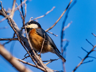 Sittiparus varied tit perched in Japanese forest 8