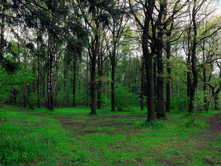 Spring forest glade