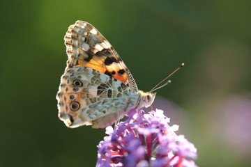 Papillon