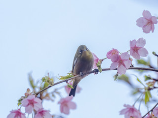 Japanese warbling white-eye in cherry blossoms 4