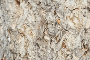tree bark texture