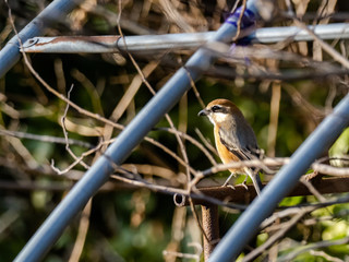 Bull-headed shrike in an old greenhouse 9