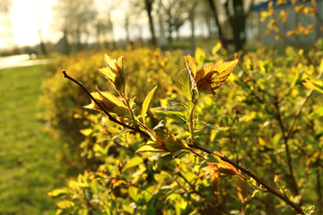 Green leaves shine through the sun. Sunrise and leaves.