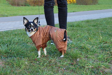 Chihuahua in clothes on the grass. Chihuahua. Chihuahua on a leash stands on the grass. Dog on a leash.