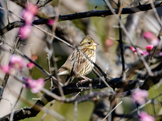 Black-faced bunting in a blooming plum tree 9