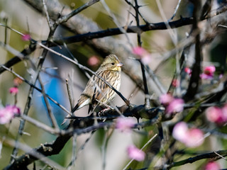 Black-faced bunting in a blooming plum tree 12