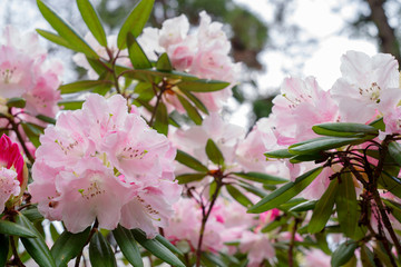 シャクナゲ　Rhododendron