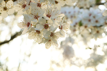 Cherry blossom close-up. Branches in bloom under light.  White flowers