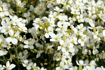 Sweet alyssum. Close up of Lobularia maritima flowers, a plant typically used as groundcover.